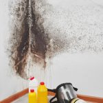 Addio Muffa: Rimedi Naturali e Soluzioni Efficaci per Liberare la Tua Casa da Questo Fastidioso Problema
